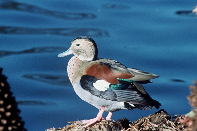 Callonetta leucophrys 2.jpg © Lee Karney/U. S. Fish and Wildlife Service