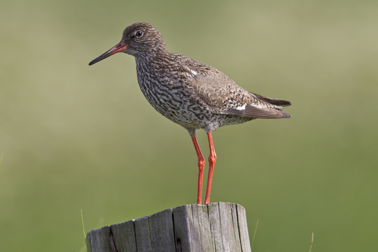Common Redshank Tringa totanus.jpg © Andreas Trepte