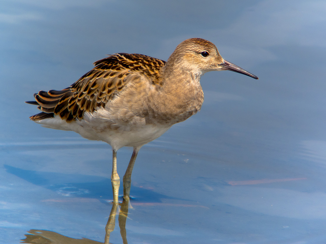 Wiki-erimakisigi.jpg © Tokumi