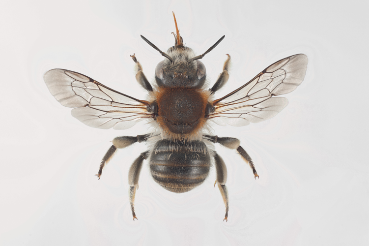 Trachusa byssina.jpg © Arnstein Staverløkk/Norsk institutt for naturforskning