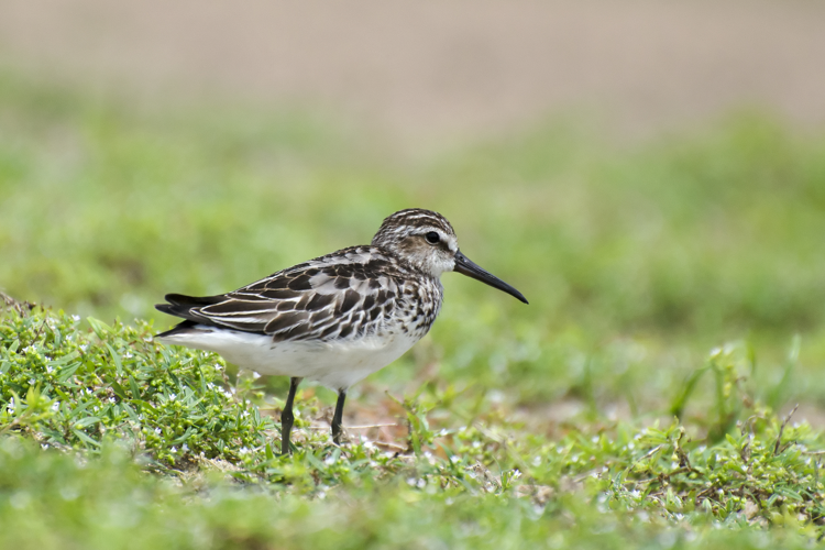 Broad billed sandpiper by Sreedev Puthur.jpg © Sreedev Puthur