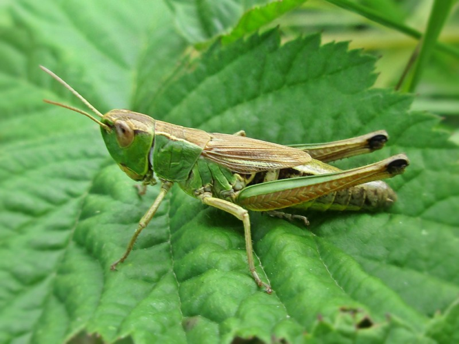 Pseudochorthippus parallelus (Chorthippus parallelus) female, Walem, the Netherlands.jpg © Bj.schoenmakers