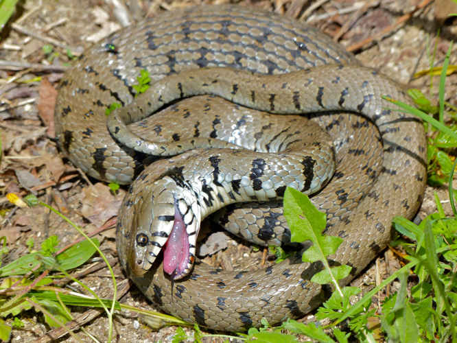 Grass Snake (Natrix natrix helvetica) playing dead (14178349634).jpg © Bernard DUPONT from FRANCE
