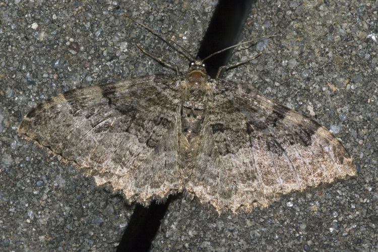 Rheumaptera.cervinalis.7142.jpg © Olei