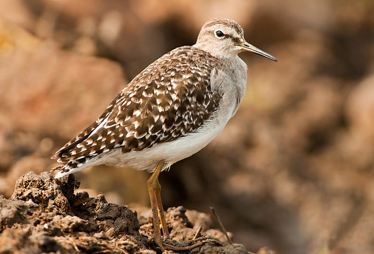 Wood Sandpiper.jpg © Nilanjanb
