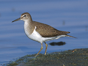 Actitis hypoleucos 1 tb (Marek Szczepanek).jpg © Marek Szczepanek