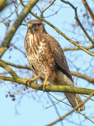Buteo buteo -Netherlands-8.jpg © Arend from Oosterhout, Netherlands
