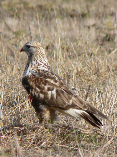 Buteo lagopus 29283.JPG © Walter Siegmund (talk)