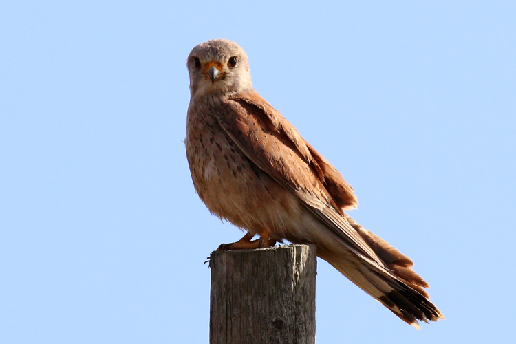 Kestrel (Falco tinnunculus) male.jpg © Charlesjsharp