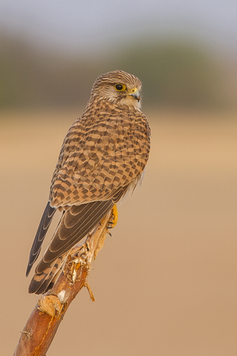 Common Kestrel Falco tinnunculus Tal Chappar Rajasthan India 14.02.2013.jpg © Dibyendu Ash