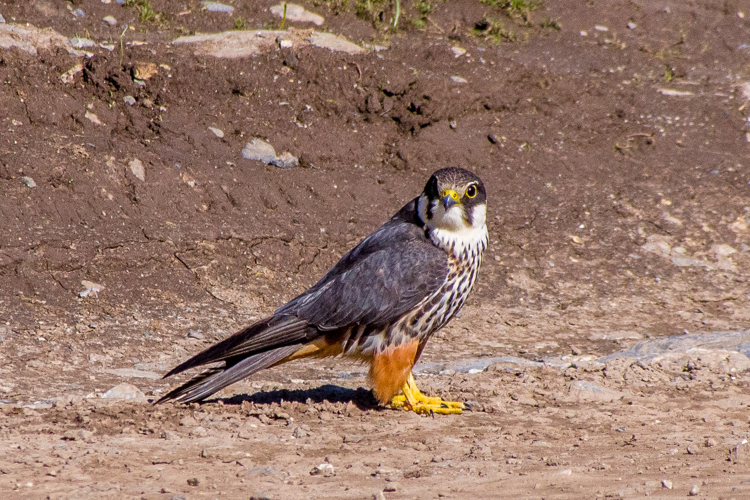 Eurasian Hobby (14574008925) (cropped).jpg © Mike Prince from Bangalore, India