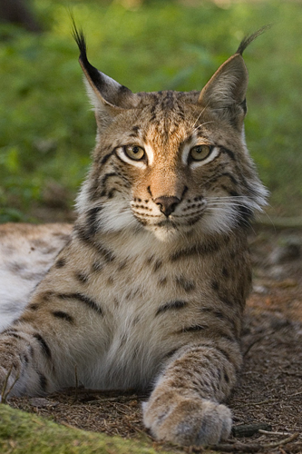 Lynx lynx poing.jpg © Bernard Landgraf (User:Baerni)