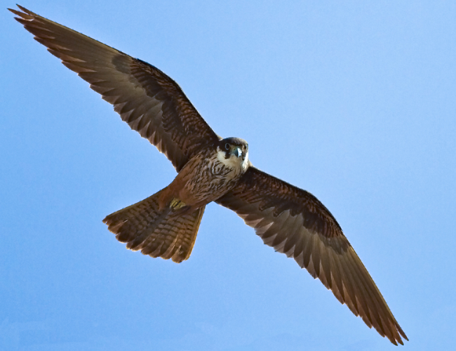 Eleonorenfalke1.jpg © Jürgen Dietrich