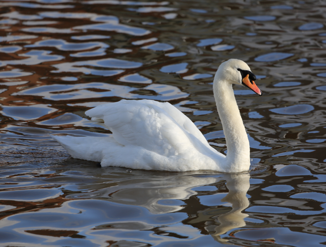 Mute Swan Emsworth2.JPG © Geni