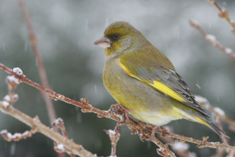 Verdier d'Europe © Raphaël Bussière