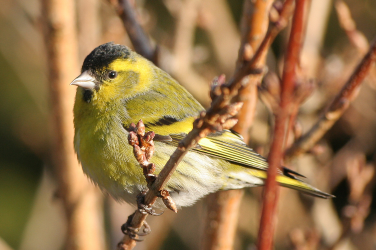 Tarin des Aulnes © Raphaël Bussière