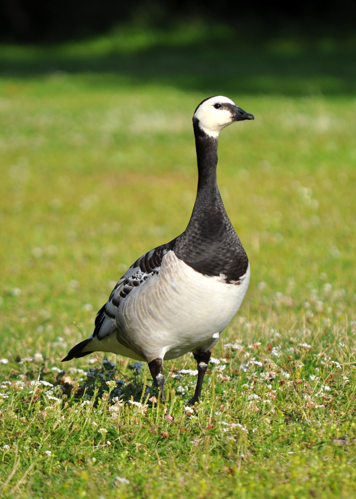 Branta leucopsis -standing in a field-8.jpg © Andrey from Finland