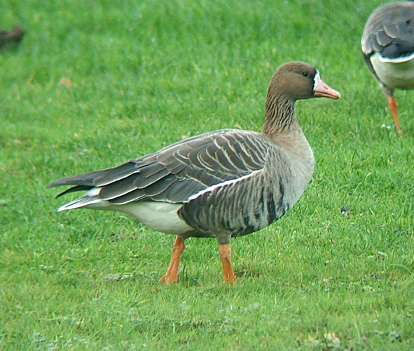Anser albifrons albifrons Swallow Pond 2.jpg © MPF