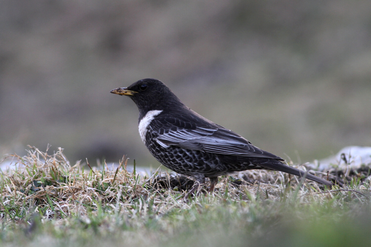 Drozd kolohrivý (Turdus torquatus) a (4834220566).jpg © Andrej Chudý from Slovakia