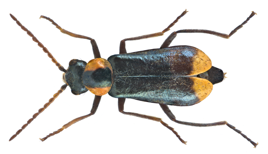 Axinotarsus marginalis (Castelnau, 1840) female (16445546110).png © Udo Schmidt from Deutschland