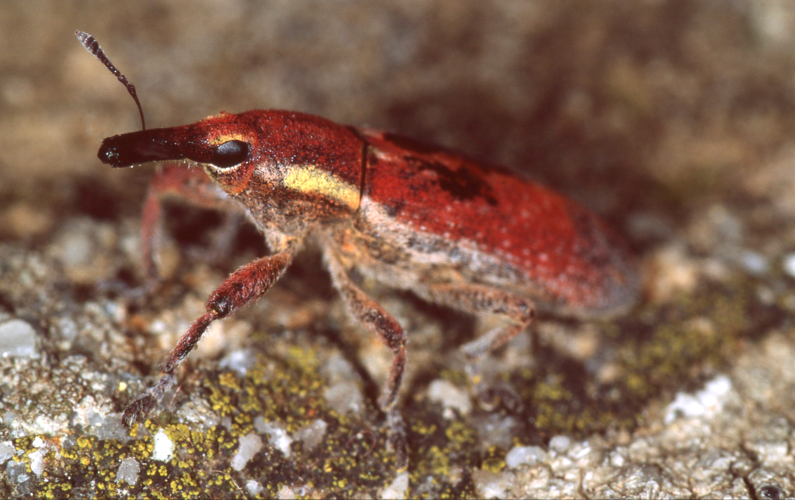 Weevil (Lixus vilis) (44591926771).jpg © Bernard DUPONT from FRANCE
