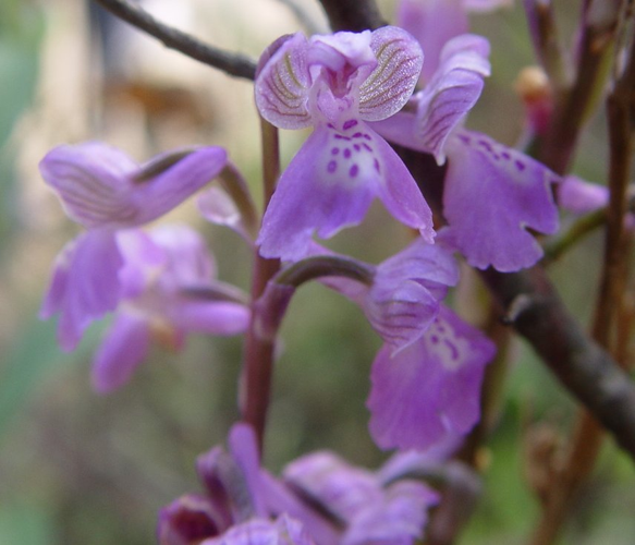 Orchis morio a.JPG &copy; Lumbar~commonswiki