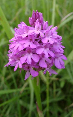 AnacamptisPyramidalis.jpg © The original uploader was (Automated conversion) at English Wikipedia.