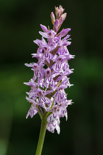 Dactylorhiza fuchsii Mariazell 01.JPG © Uoaei1
