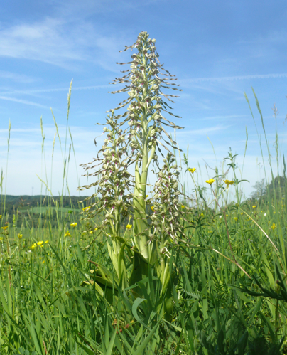 Himantoglossum hircinum 060610b.jpg © BerndH