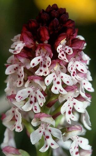 Orchis ustulata wiki mg-k02.jpg © Dcoetzee