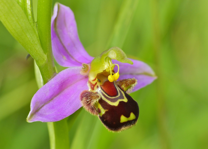 Bee Orchid (Ophrys apifera) (14374841786) - cropped.jpg &copy; Bernard DUPONT from FRANCE