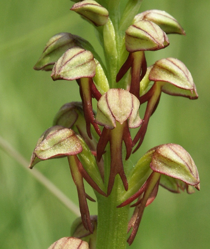 Aceras anthropophorum flowers.jpg © BerndH