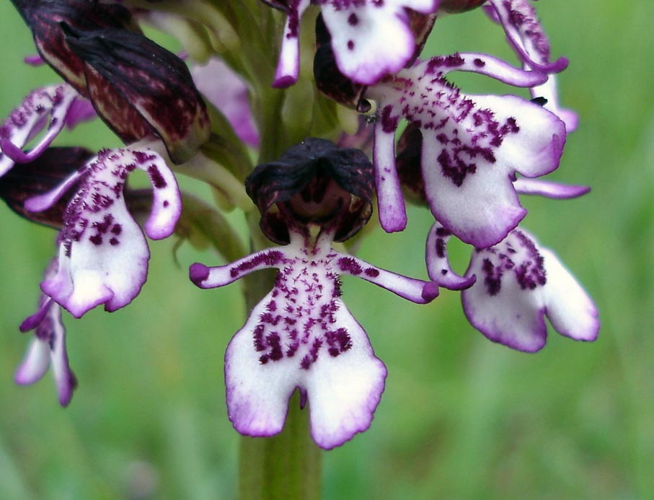 Orchis purpurea6.jpg &copy; Jeantosti