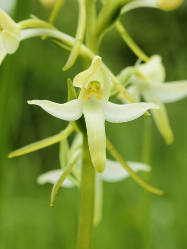 Platanthera bifolia (flower).jpg &copy; Hans Hillewaert