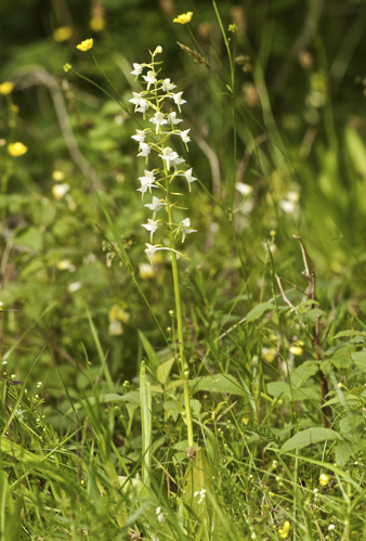 Platanthera chlorantha LC0225.jpg &copy; Jörg Hempel