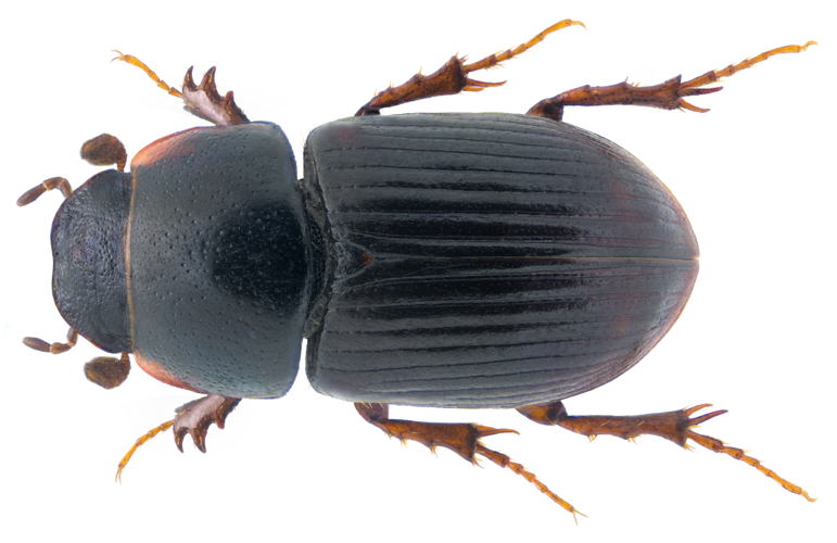 Esymus pusillus (Herbst, 1789) Syn.- Aphodius (Esymus) pusillus Herbst, 1789 (33236141752).png © Udo Schmidt from Deutschland