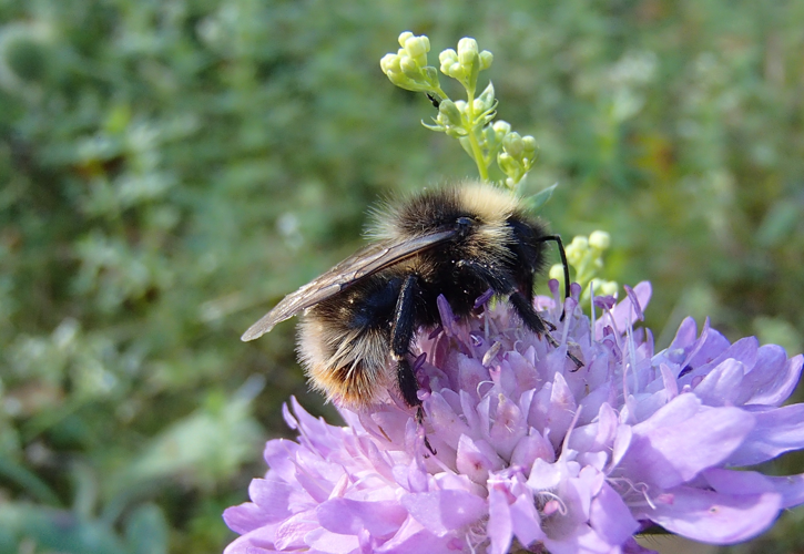 Bombus quadricolor03.jpg © Kjell Magne Olsen