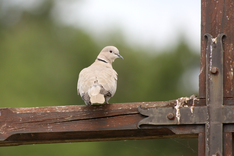 Tourterelle turque © Vincent Palomarès