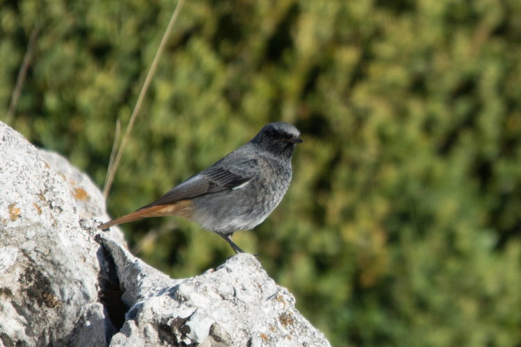 Rougequeue noir © Clément CHAUVET