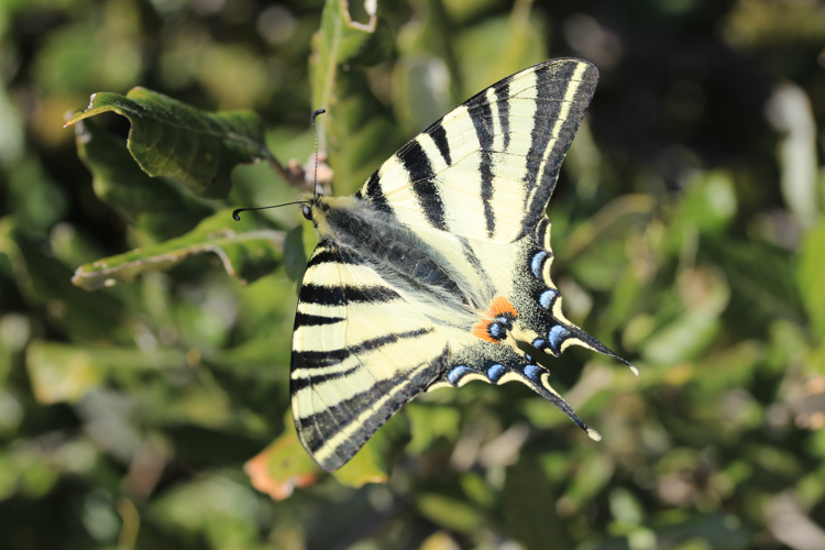 Flambé © Clément CHAUVET