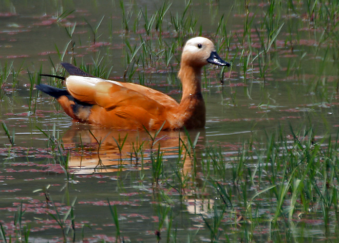 Ruddy Shelduck (Tadorna ferruginea)- Female at Bharatpur I IMG 5336.jpg © J.M.Garg