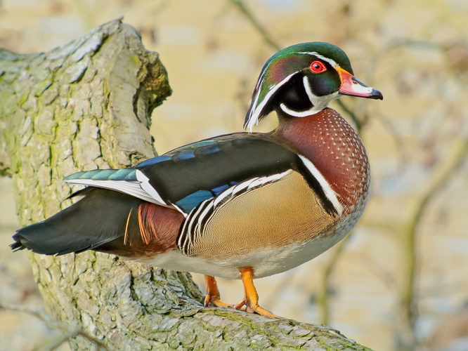 Wood Duck (Aix sponsa), Parc du Rouge-Cloître, Brussels.jpg © Frank Vassen