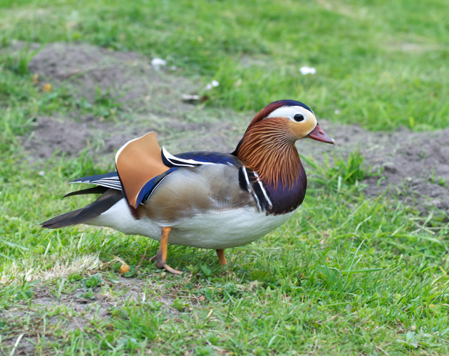 Male mandarin duck.png © Alorin