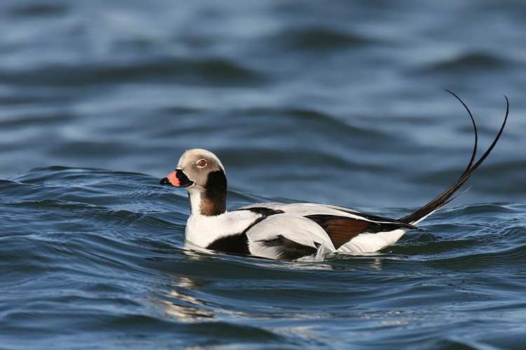 Long-tailed-duck.jpg © Wolfgang Wander