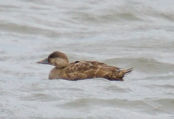 Sjöorre - Common Scoter 2.jpg © Stefan Berndtsson