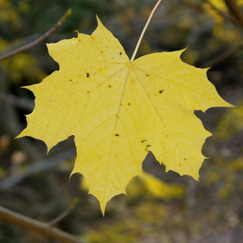 Feuille d'Erable © Jonathan Billinger