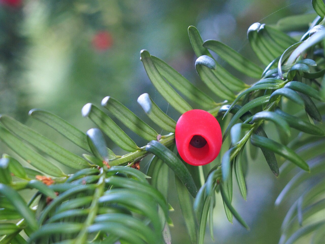 If © Agnieszka Kwiecień, Nova