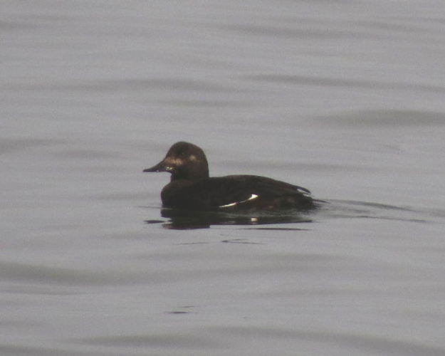 Velvet Scoter, female, Musselburgh.jpg © D. Gordon E. Robertson