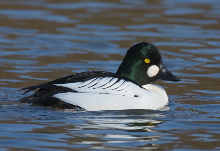 Common Goldeneye (Bucephala clangula).jpg © https://www.flickr.com/photos/sbern/