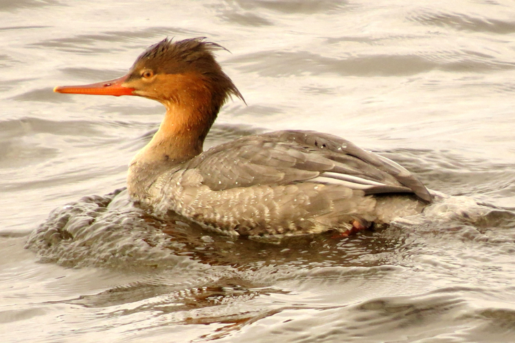 Red-breasted Merganser, female, Ottawa.jpg © D. Gordon E. Robertson
